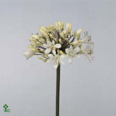 Agapanthus (Salver Grp) 'Spalding'