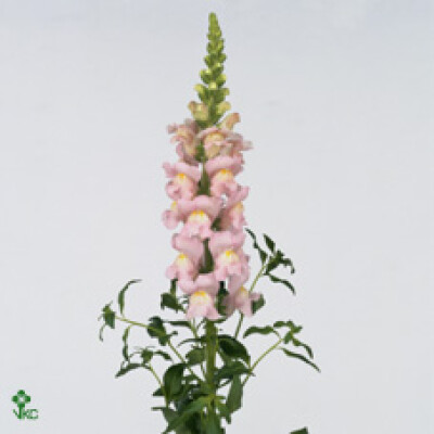 Antirrhinum majus 'Avignon Light Rose'
