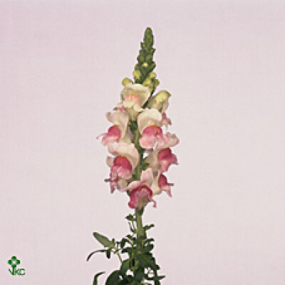 Antirrhinum majus 'Opus Appleblossom'