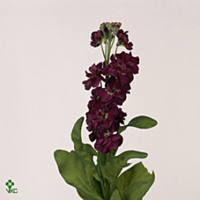 Matthiola incana 'Carmen Purple'