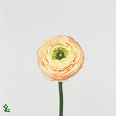 Ranunculus 'Pink Perfection'