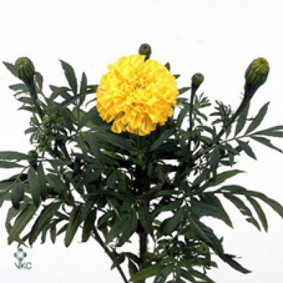 Tagetes (Erecta Grp) Promise Yellow