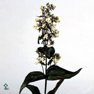 Penstemon 'Purple Star'