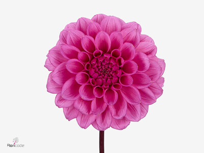 Dahlia (Decorative Grp) 'Pink Cap'