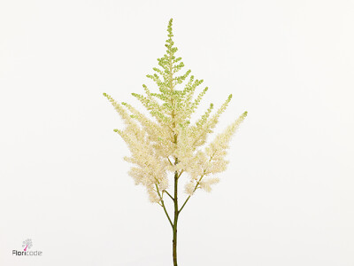 Astilbe Ivory Pearls