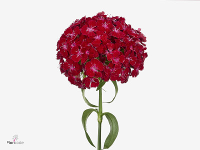 Dianthus barbatus Sire Breanthus