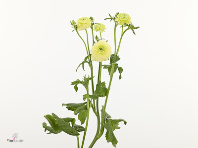 Ranunculus Natura Moderna Lime