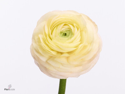 Ranunculus asiaticus Romance Salerno