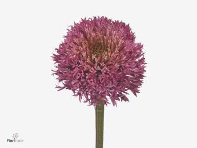 Echinacea Double Scoop Bubble Gum