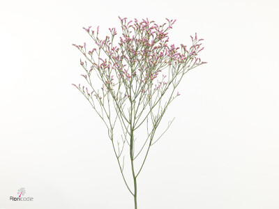 Limonium sinense Sensy Pinkini