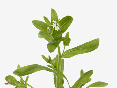 Myosotis alpestris White Memory