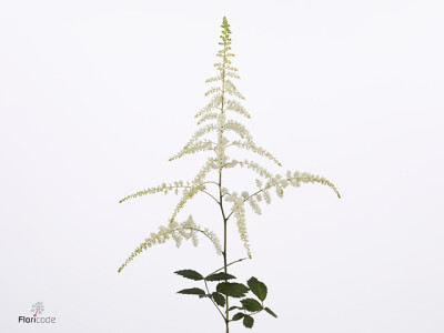 Astilbe (Arendsii Grp) 'Moccachino'