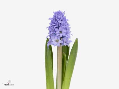 Hyacinthus orientalis 'Blue Street'