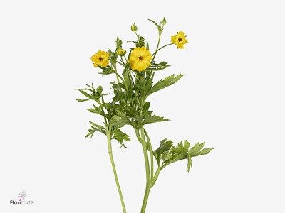 Ranunculus Natura Moderna Sorrento