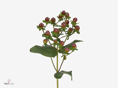 Hypericum inodorum Go Chocolate
