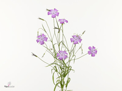 Agrostemma 'Queen Purple'