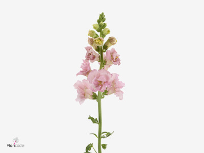 Antirrhinum majus Madame Butterfly Pink