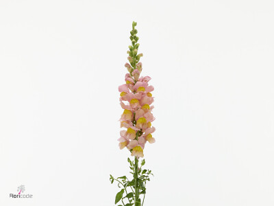 Antirrhinum majus 'Antibes Apricot'