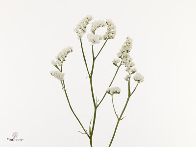 Limonium sinuatum 'White Gelato'