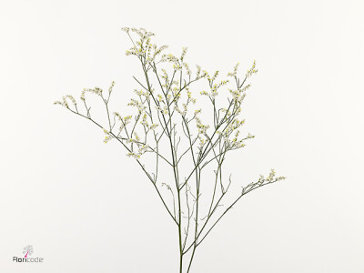 Limonium sinense 'Bliss White'