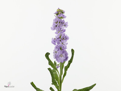 Matthiola incana Stox Marine