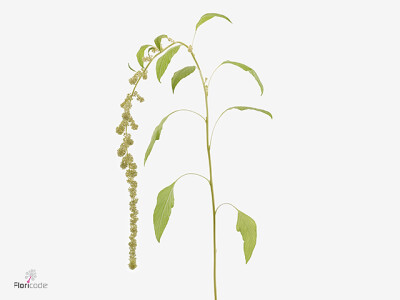 Amaranthus caudatus Dick W Cycloop albino