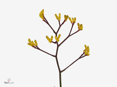 Anigozanthos Solar King