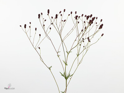 Sanguisorba officinalis 'Rubra Star'