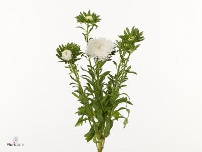 Callistephus chinensis 'Titan White'