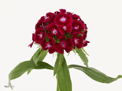 Dianthus barbatus Poethus Burgundy