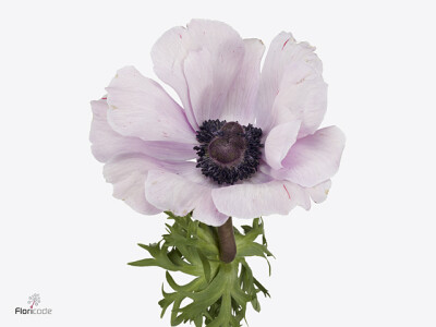 Anemone coronaria 'Mistral Plus Rarity'